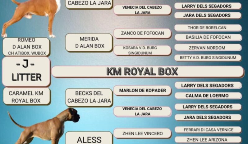 Boxer Females Pregnant Females Serbia full