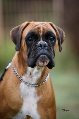 Boxer Females Pregnant Females Serbia full