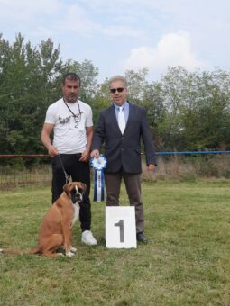 Boxer Males Adults Montenegro full