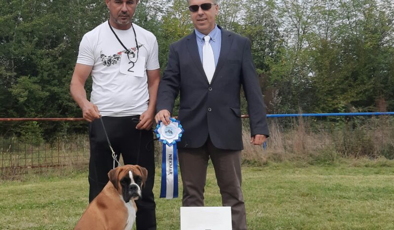 Boxer Males Adults Montenegro full