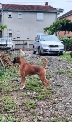 Boxer Males Adults Montenegro full