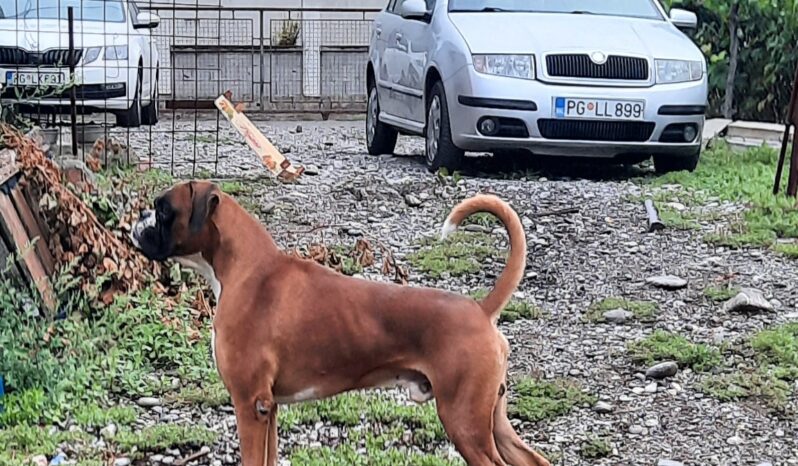 Boxer Males Adults Montenegro full