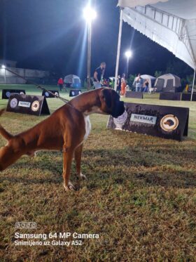 Boxer Males Adults Montenegro