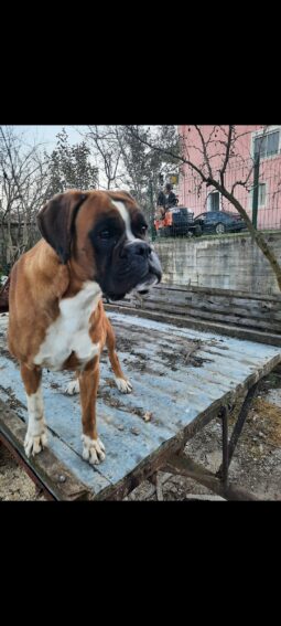 Boxer Females Adults Montenegro full