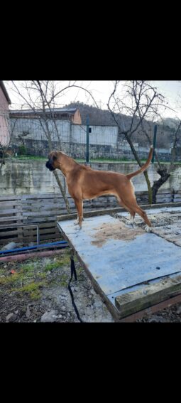 Boxer Females Adults Montenegro full