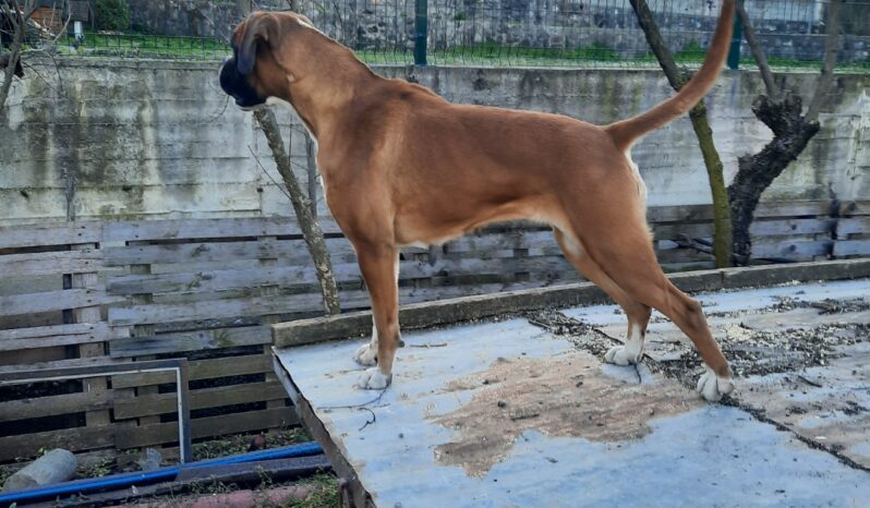 Boxer Females Adults Montenegro full