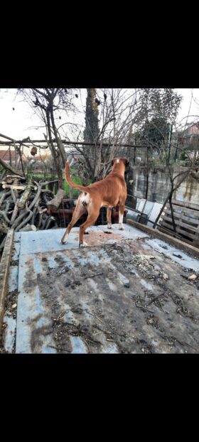 Boxer Females Adults Montenegro