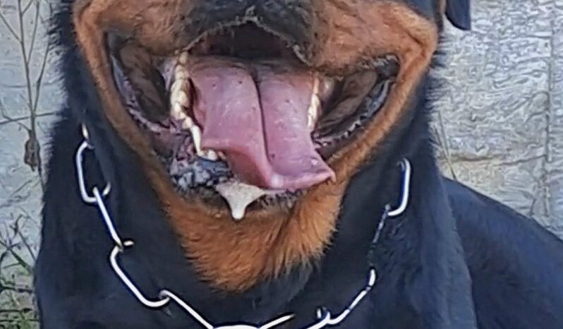 Rottweiler Males Stud Males Available For Breeding Montenegro full