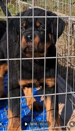 Rottweiler Males Puppies Montenegro full