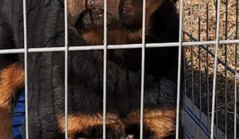Rottweiler Males Puppies Montenegro full