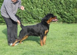 Rottweiler Males Young Romania full