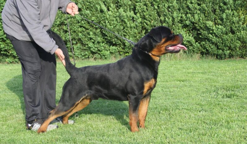 Rottweiler Males Young Romania full