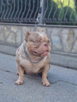 American Bully Females Adults Serbia