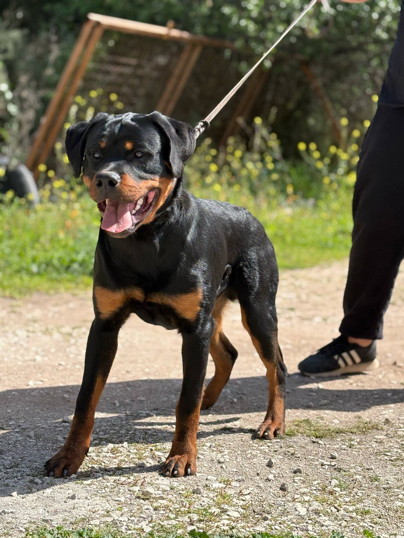 Rottweiler Males Young Greece - DOGS DEALER