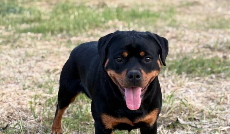 Rottweiler Females Young Greece full