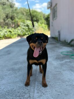 Rottweiler Females Young Greece full