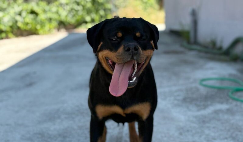 Rottweiler Females Young Greece – DOGS DEALER