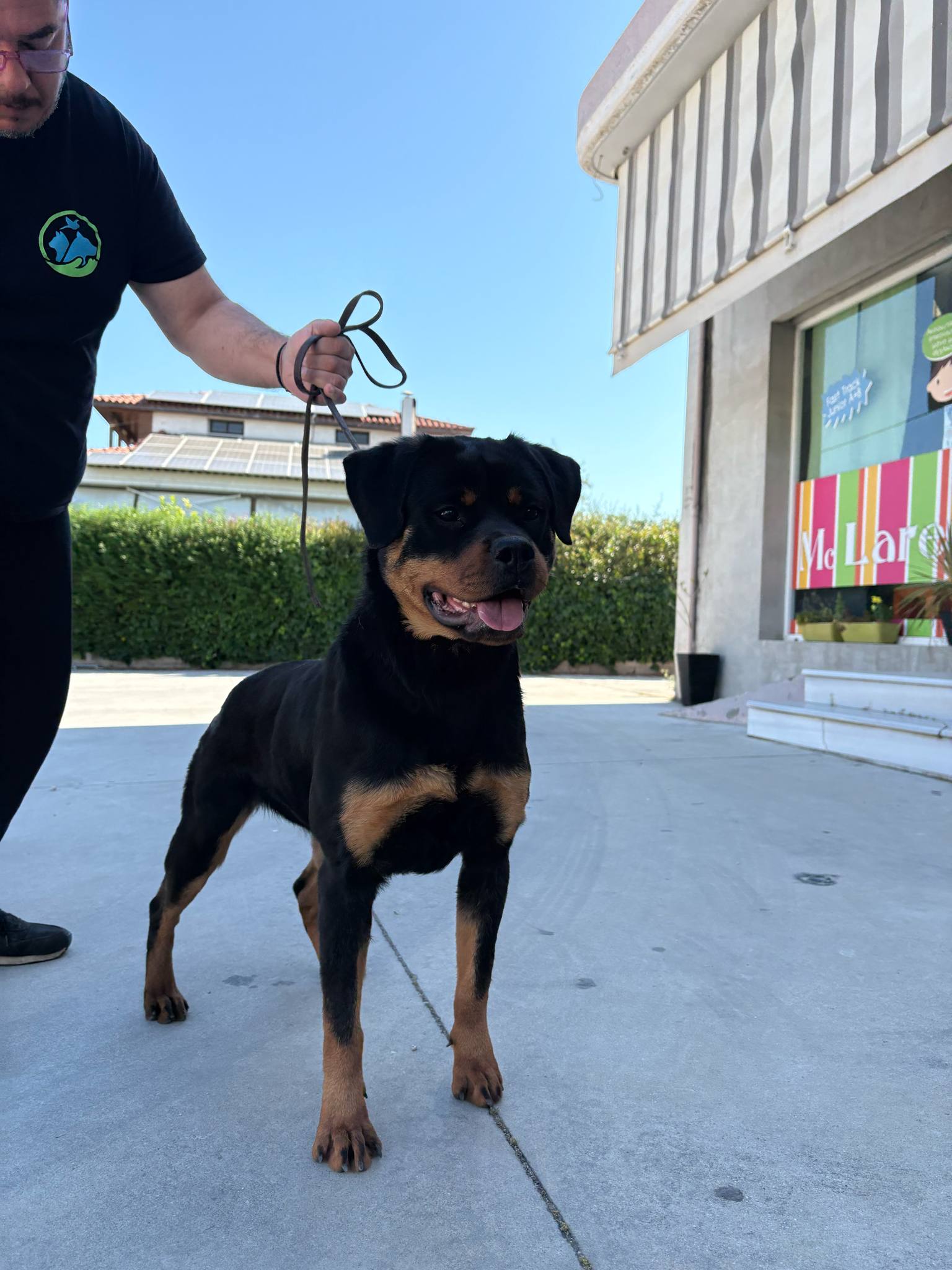 Rottweiler Females Young Greece – DOGS DEALER
