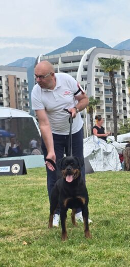 Rottweiler Females Young Serbia full