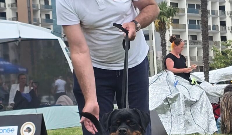 Rottweiler Females Young Serbia full