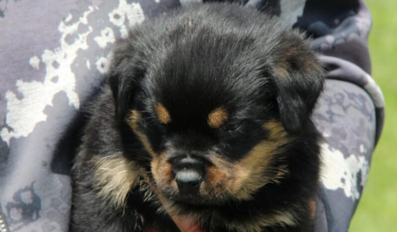 Rottweiler Litter Litter Serbia full