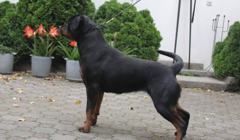 Rottweiler Females Young Romania full