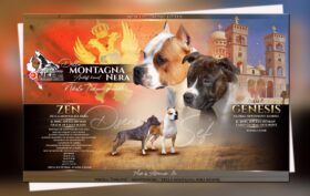 American Stafford Terrier