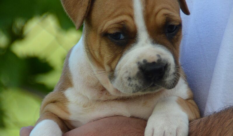 American Stafford Terrier full