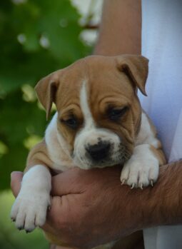 American Stafford Terrier full