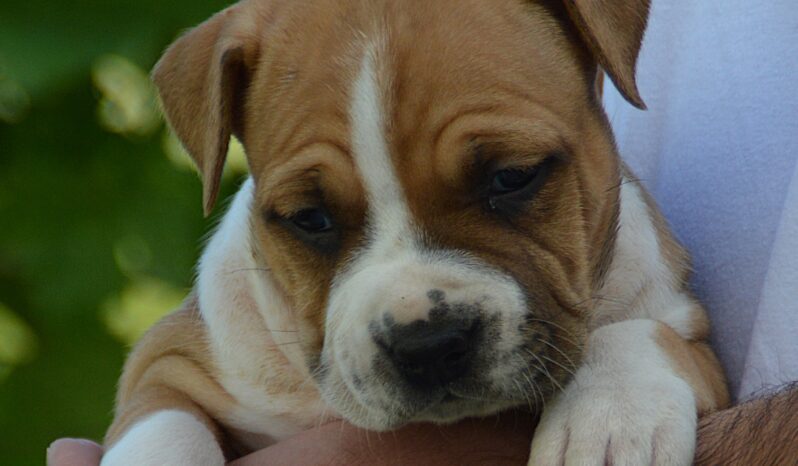 American Stafford Terrier full