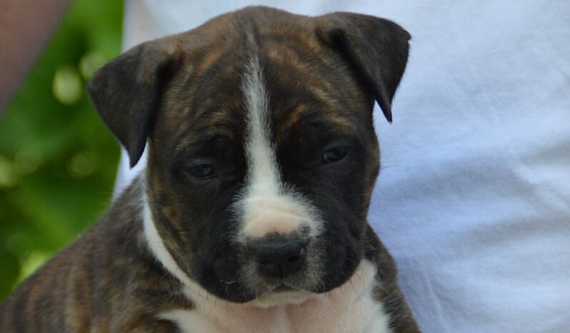 American Stafford Terrier full