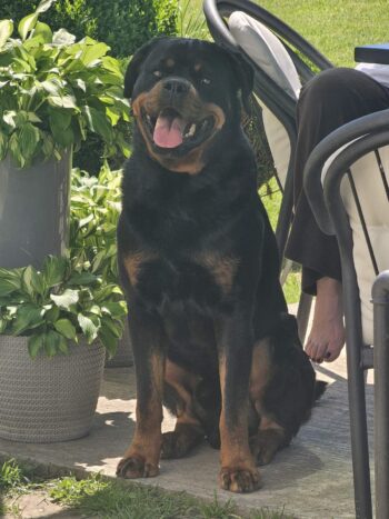 Rottweiler