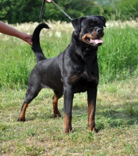 Rottweiler Females Females In The Heat Serbia