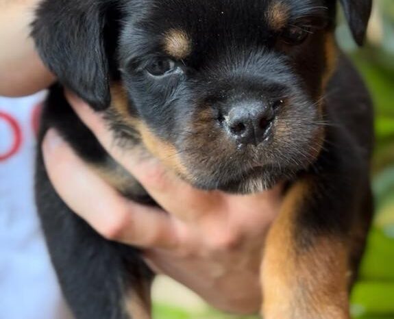 Rottweiler Litter Litter Serbia full