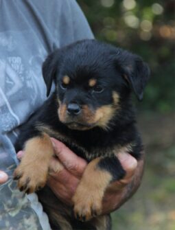 Rottweiler Litter Litter Serbia full