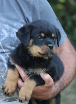 Rottweiler Litter Litter Serbia full