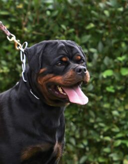 Rottweiler Females Adults North Macedonia full